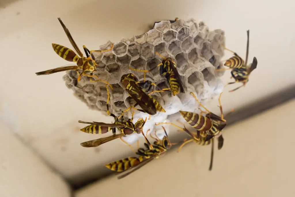 Group of wasps on hive